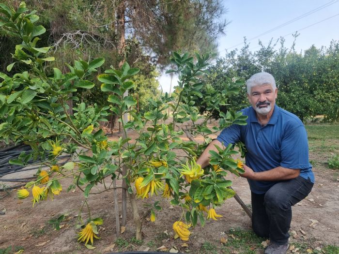  Parmakl narenciye akna eviriyor