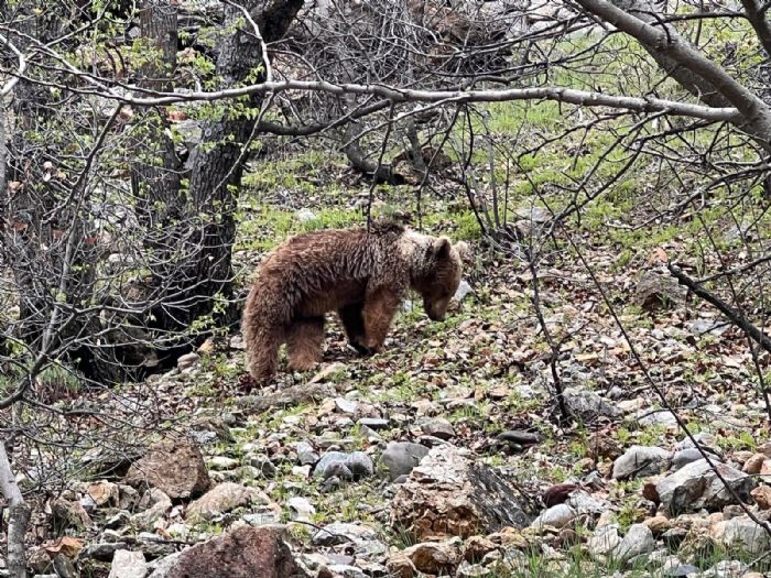 Munzur Vadisi’nde bozay grntlendi   