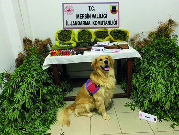 Mersin’de evlerinin bahesinde uyuturucu yetitiren 2 pheli yakaland  