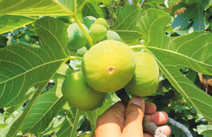 Erkenci incirde hasat bir aa gelir kaps oldu