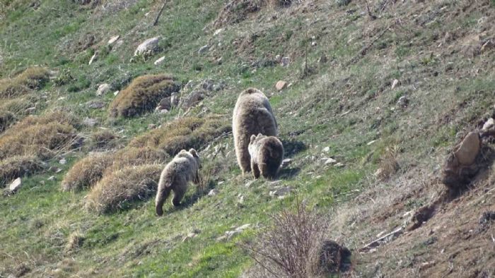 K uykusundan uyanan ay ve ylanlar grntlendi