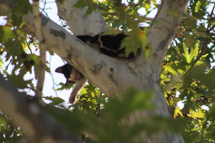 Kozan'da mahsur kald aatan kendini atan kedi korkuttu