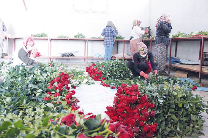 Sevgililerin iekleri Mersinden yola kmaya balad