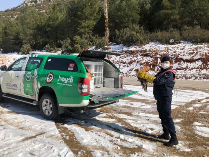 Kanad krk ahini jandarma ekipleri kurtard