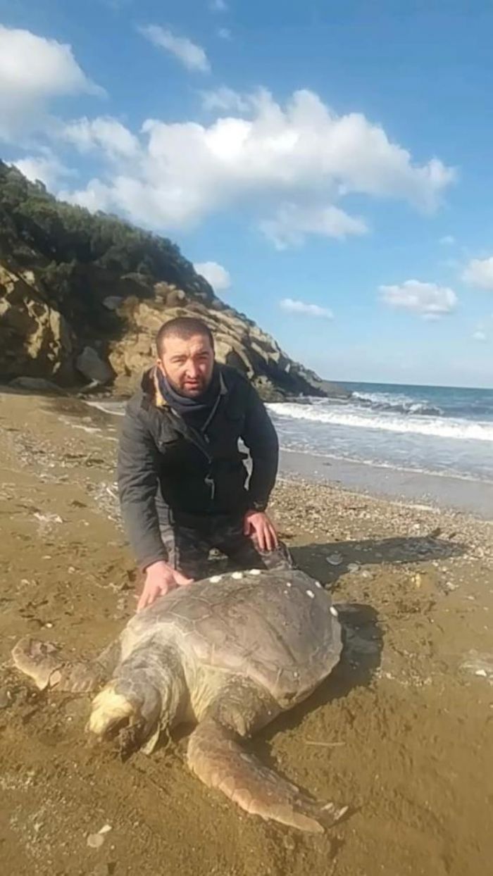 Kapda sahillerinde l Caretta Caretta bulundu