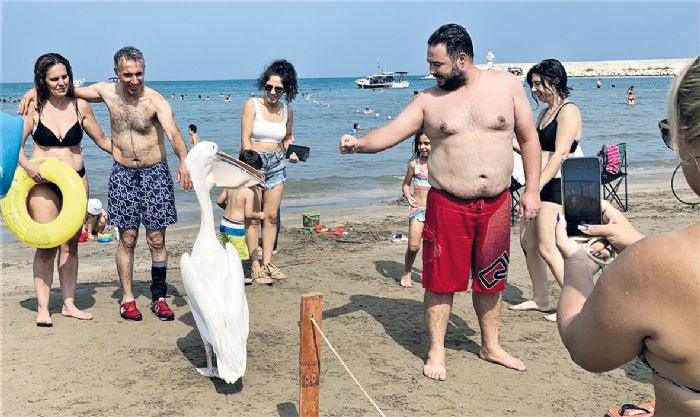 Tatilcilere renk katan pelikanlarla 25 yllk dostluk