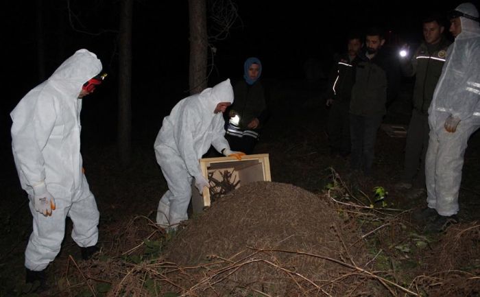 Vezirkpr'de gece yars krmz karnca operasyonu