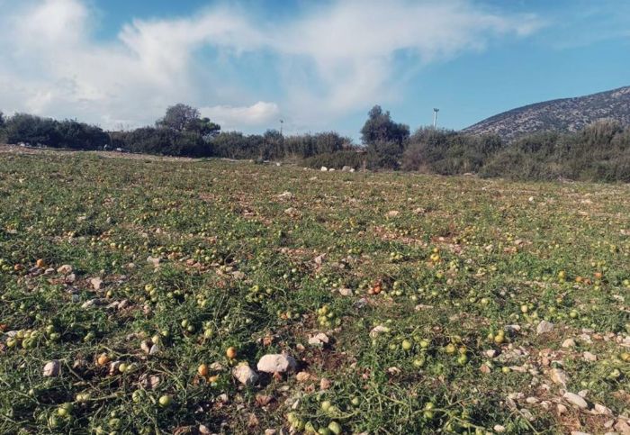 Dolu ya domatese zarar verdi