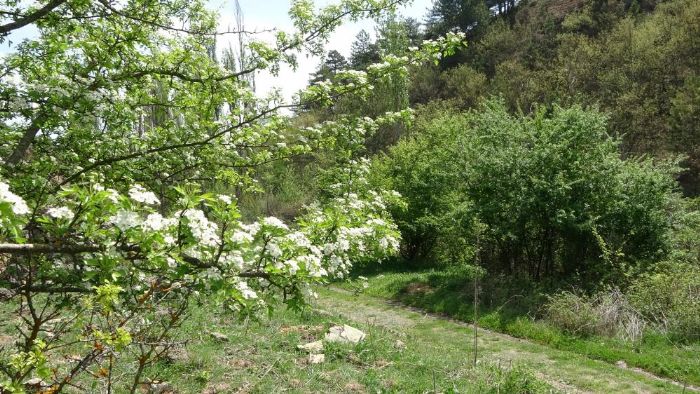 Ilca'da ilkbahar gzellii