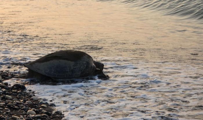 Mersin, caretta carettalar arlyor