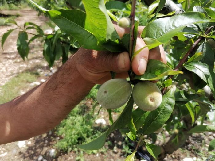 Mersin Erdemli'de dolu bin 600 dekar ekili alana zarar verdi