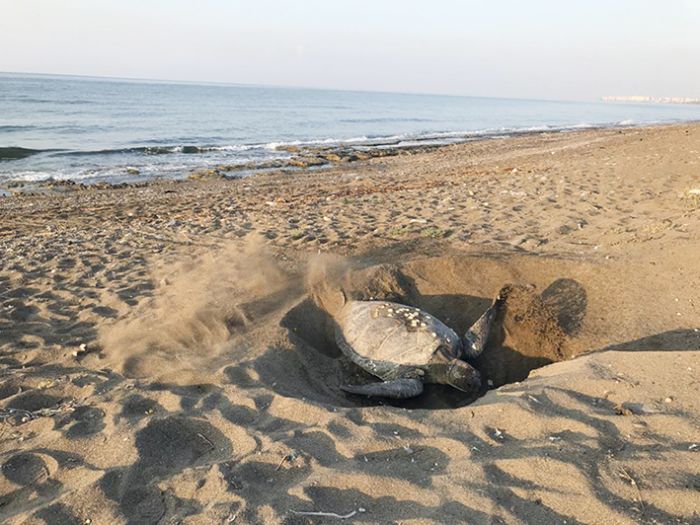 Mersin sahilleri bu sene de caretta carettalar arlyor