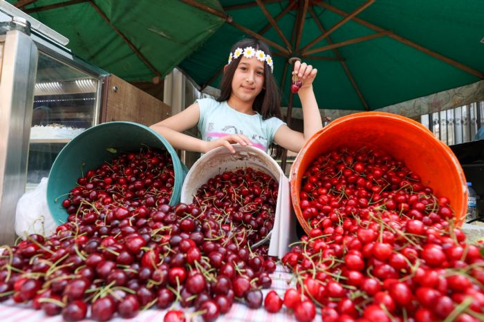 Buca’da Kiraz Festivali iin hazrlklar tamam