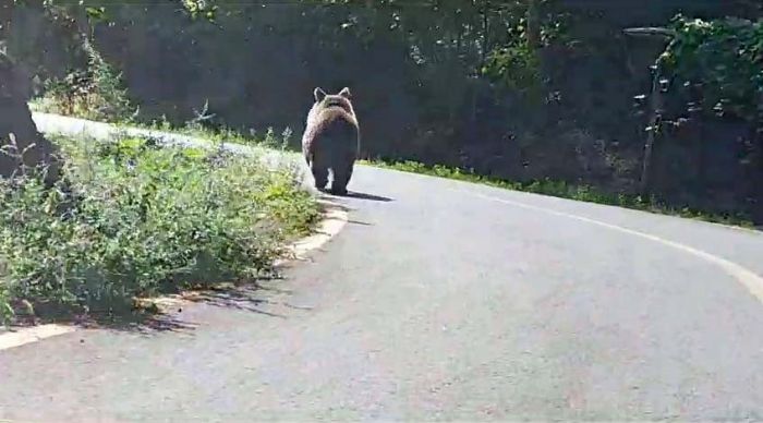 Sakarya'da boz ay yola indi