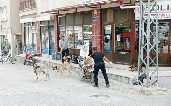 Mut’ta sokak kpekleri koruma altna alnyor