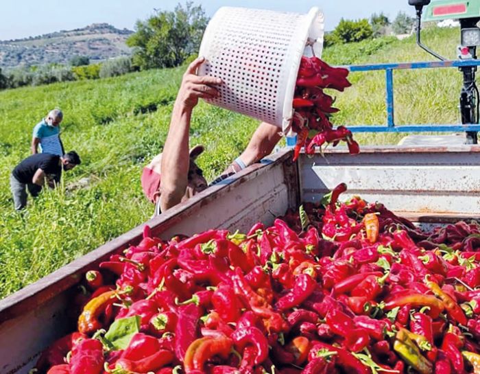 Tarsus’ta hayriye biberinin hasad yapld