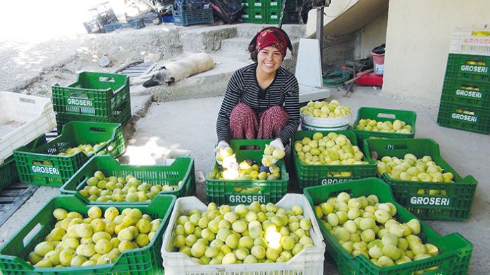 Silifkede ya incir 10 lira, kuru incir ise 50 liradan satlyor