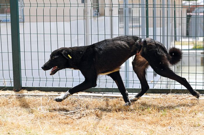 Beline elik tel balanarak ormana terk edilen kpee Bykehir sahip kt