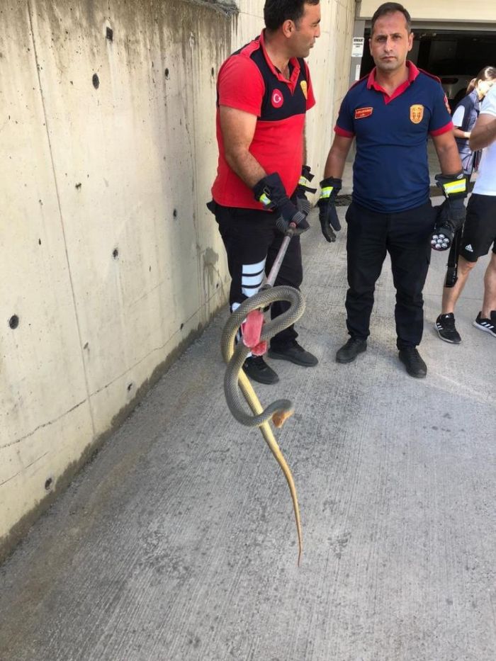 Zonguldak'ta 2 metrelik ylan otoparkta panie neden oldu