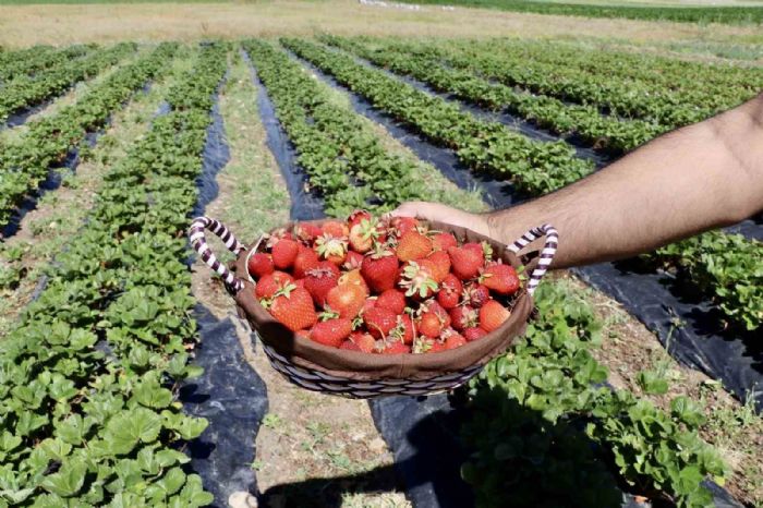 ilek yetimez denilen topraklardan 1 ylda 400 ton verim alnd