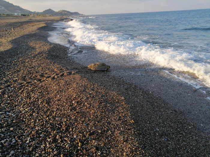 Caretta caretta yuvas zerinde yaplan mangal cezasz kalmad