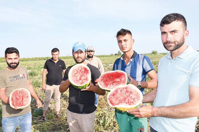 reticiler tarlada kalan karpuzlar krarak tepki gsterdi