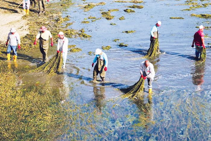 Seyhan Nehri’ni istila eden yosunlar temizleniyor