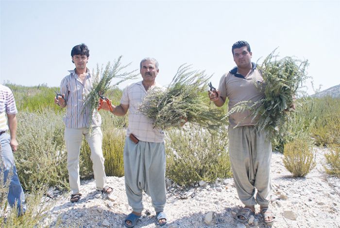 Trkiyenin biberiye ihtiyacn Mersin karlyor