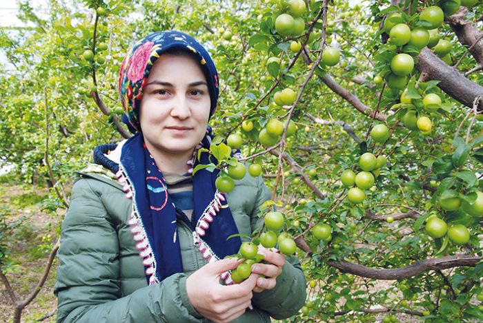 Silifke can erii Rusya, Almanya ve Hollandaya ihra ediliyor