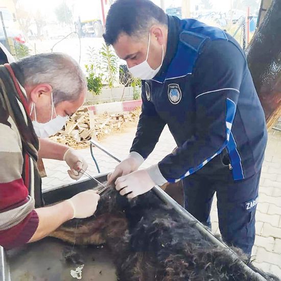 Sokak hayvanlar, Mut Belediyesi’nin korumas altnda