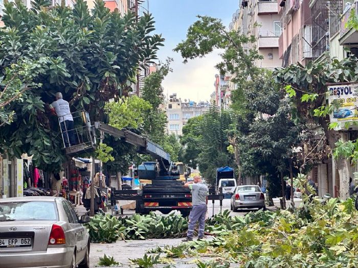 Akdenizde budama almalar sryor