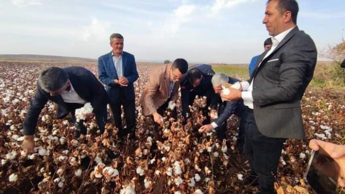 Diyarbakr'n ermik lesinde Pamuk Hasad devam ediyor