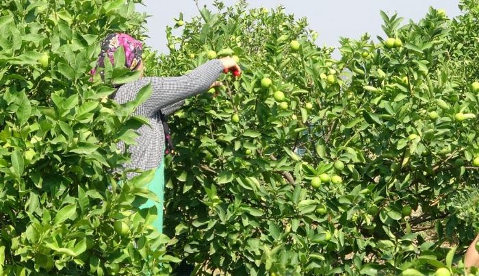 Limon reticisine imdi de yevmiye oku