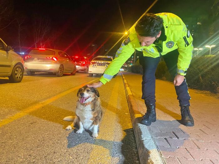 Polisin ileri stan sokak kpei nbeti