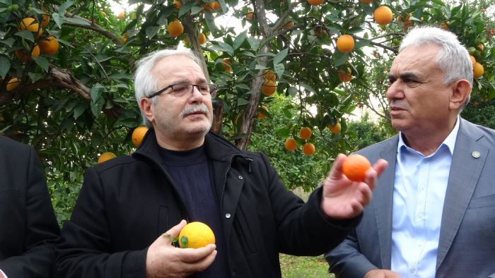 Kozan Belediyesinden halka ak narenciye bahesinde ilk hasat   