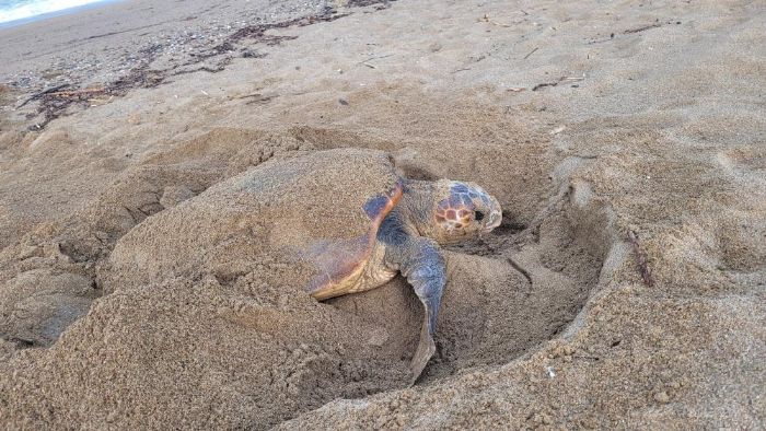 Manavgatta caretta caretta koruma almalar sryor