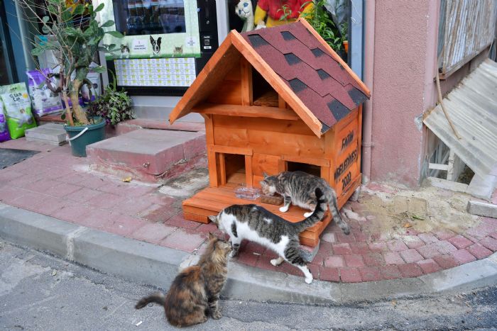 Fatih’te evi paralanan kedi yeni yuvasna kavutu   