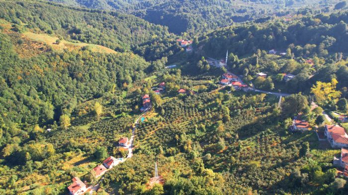 Zonguldak ormanlar yazn son gnlerini yayor   