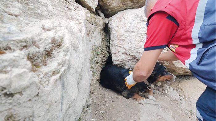 Kpeklerin tilki maceras itfaiye ile son buldu