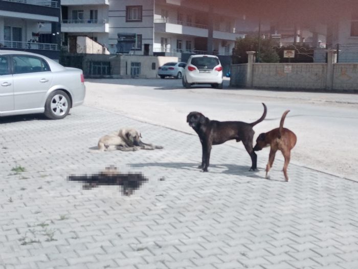  Mersin Mut’ta hayvan i organlar ve derilerini pe atanlar tepki ekti 