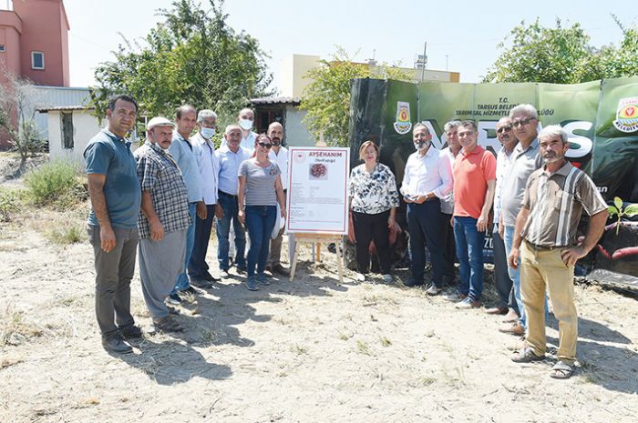 Tarsus Belediyesinin hasat leni devam ediyor