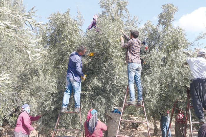 Mutta zeytin rekoltesi 160 bin ton