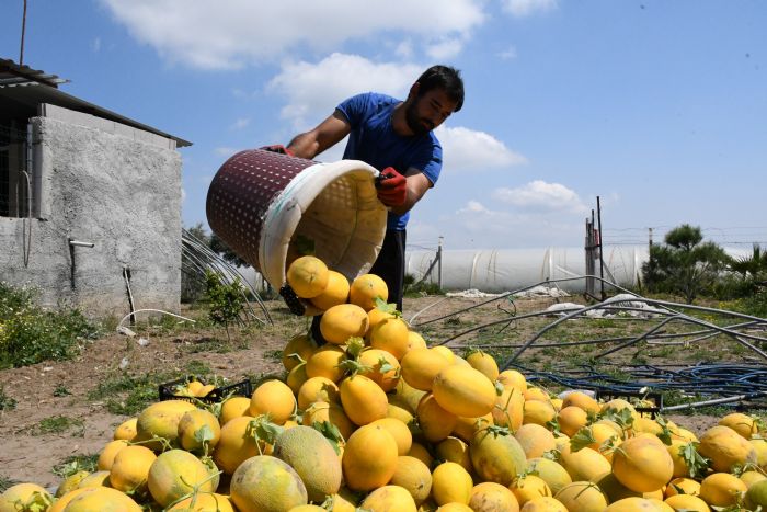 ukurova’nn ilk kavun hasad Mersinde yapld