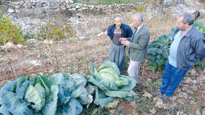 Toroslarda yetien dev lahanalar grenleri artyor