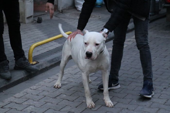 Kavga ettikleri ahsn zerine pitbull saldlar: 3 yaral