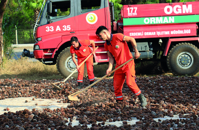 Yanan ormanlar 450 milyon adet tohumla tekrar yeerecek