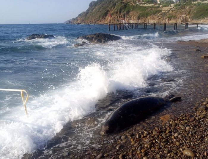 Bodrum'da zc anlar: 50 metre ald, ters dnp sahile vurdu