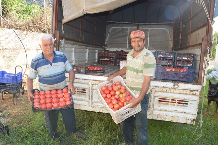 800 rakma deneme amal sera kurdu, tonlarca domates ve biber yetitiriyor