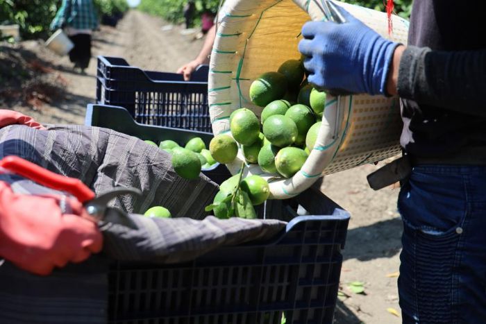 Adana'da limonun fiyatn drecek hasat balad