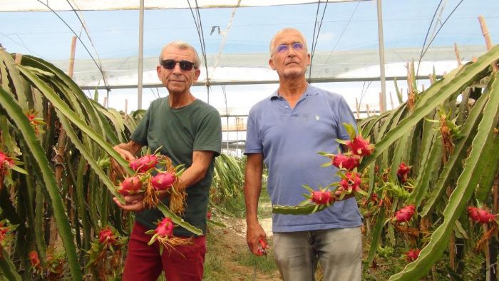 Mersin'de tropikal ejder meyvesinde hasat dnemi